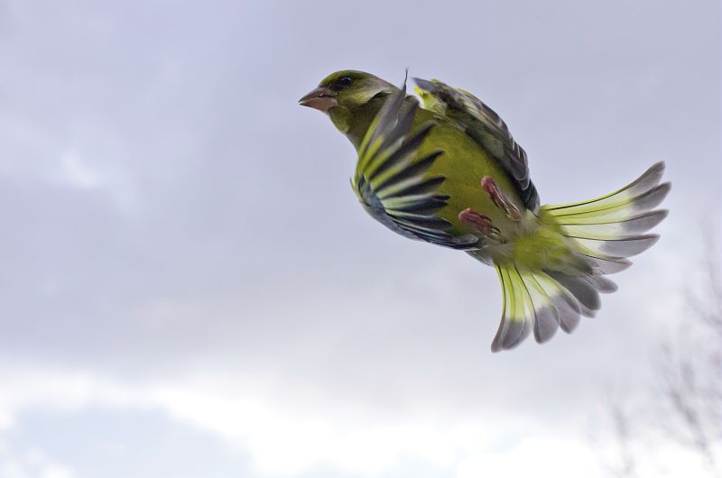 ABC Excursion Pour L Initiation Aux Chants D Oiseaux Parc National