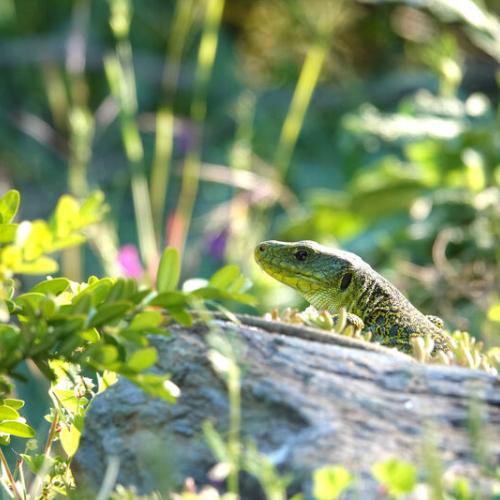 Lézard ocellé