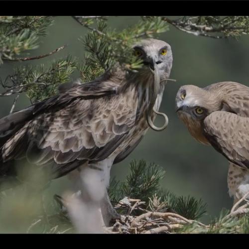 Rapaces du Parc national des Cévennes