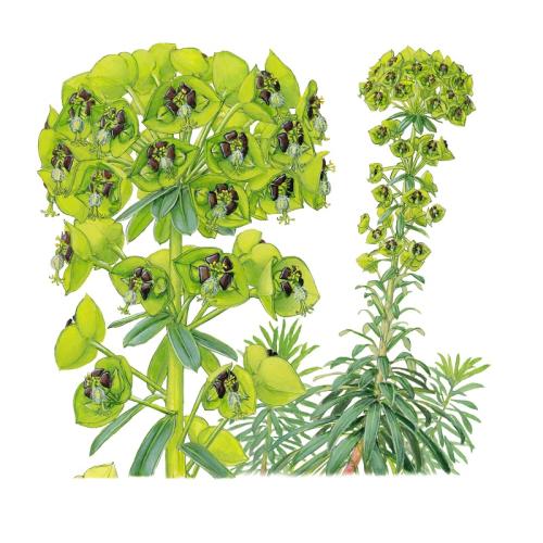 Euphorbia characias