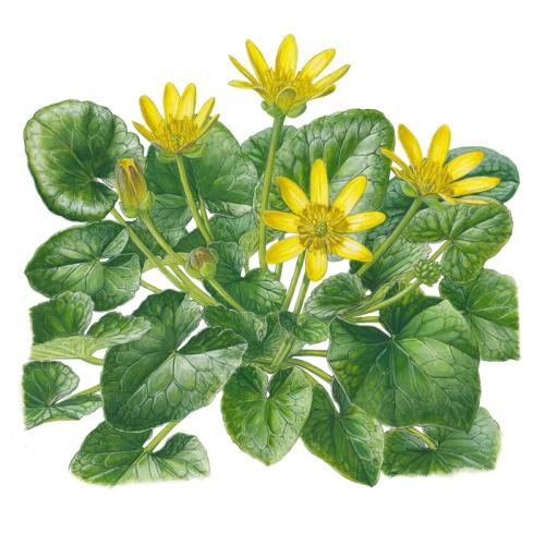 Ficaria verna