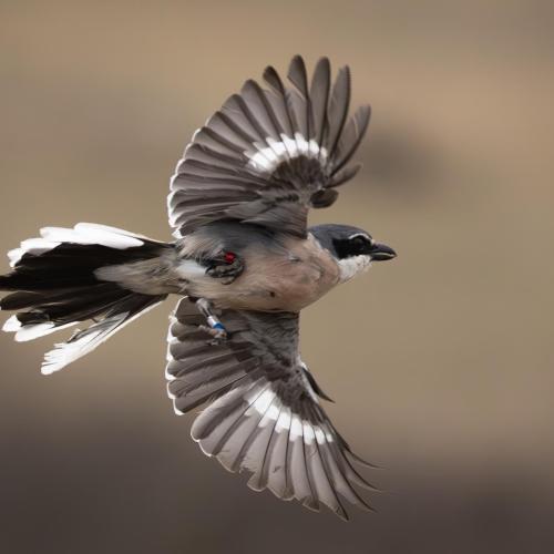 Pie grièche méridionale en vol