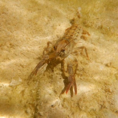 ecrevisse à pattes blanches