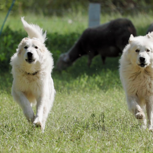 Chiens de protection des troupeaux qui courent dans l'herbe