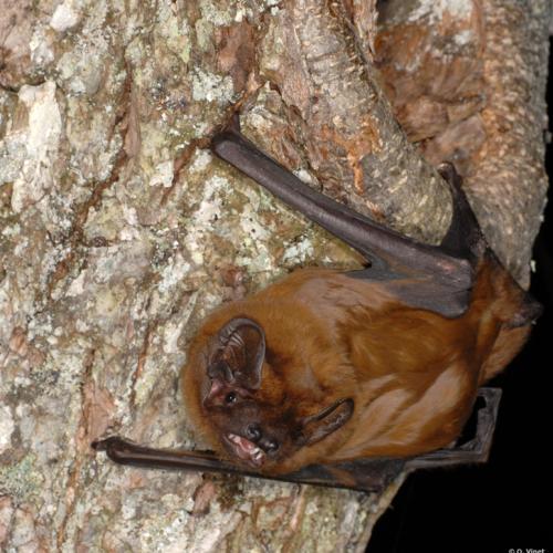 Grande noctule sur un rocher