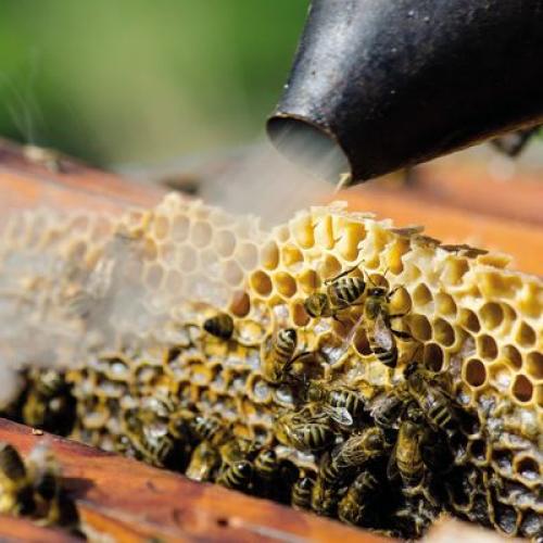 apiculture_400x400.jpg