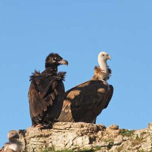 Les vautours du Parc national des Cévennes