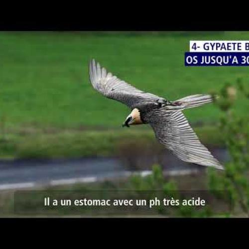Les vautours dans le Parc national des Cévennes