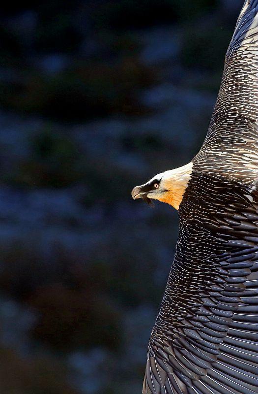 Gypaète barbu en vol