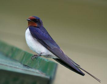 BIODIV