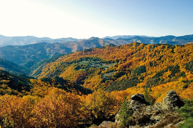 chataigneraie-en-automne_al.jpg