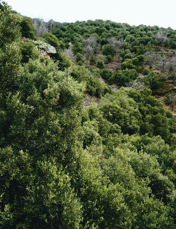 chenaie-verte_al.jpg
