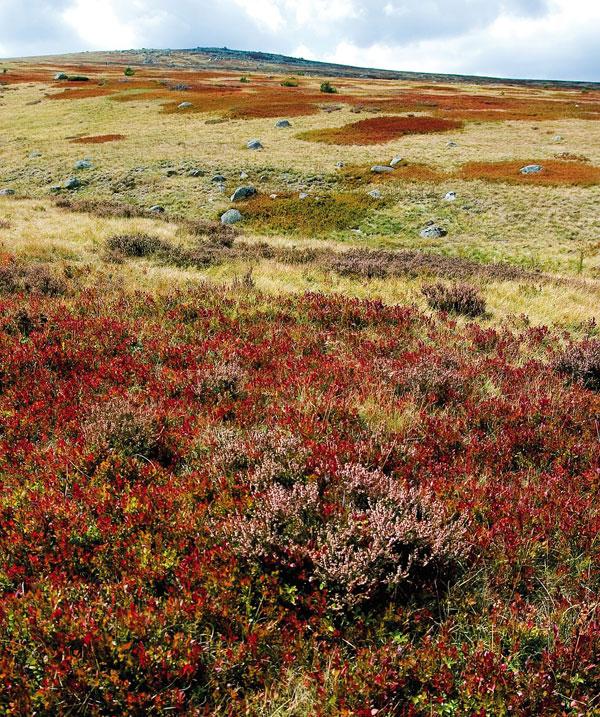 landes-a-myrtilles-mont-lozere-al.jpg