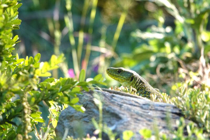 Lézard ocellé