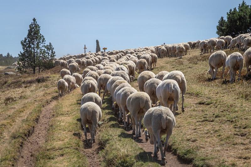 brebis sur le mont lozere