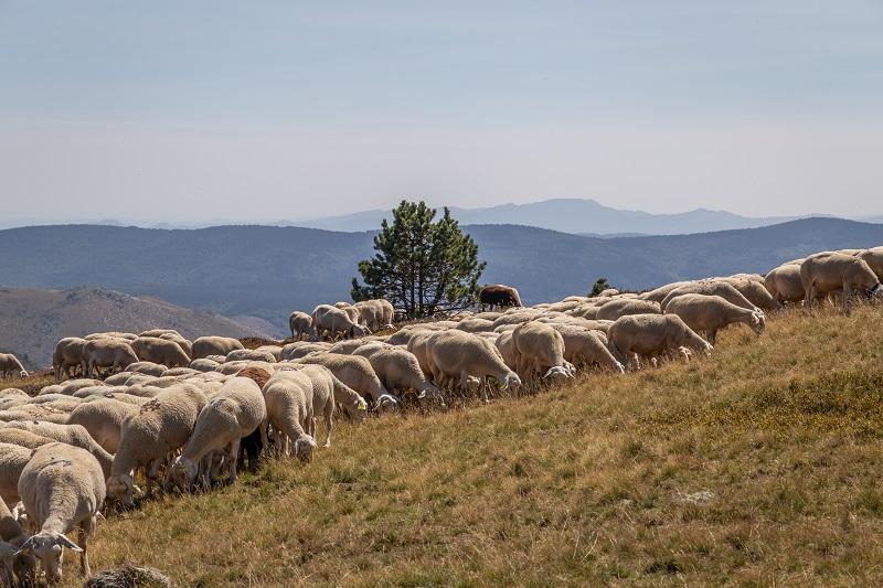 brebis sur le mont lozere