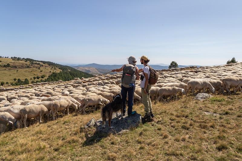 berger et saisonnier mont lozere