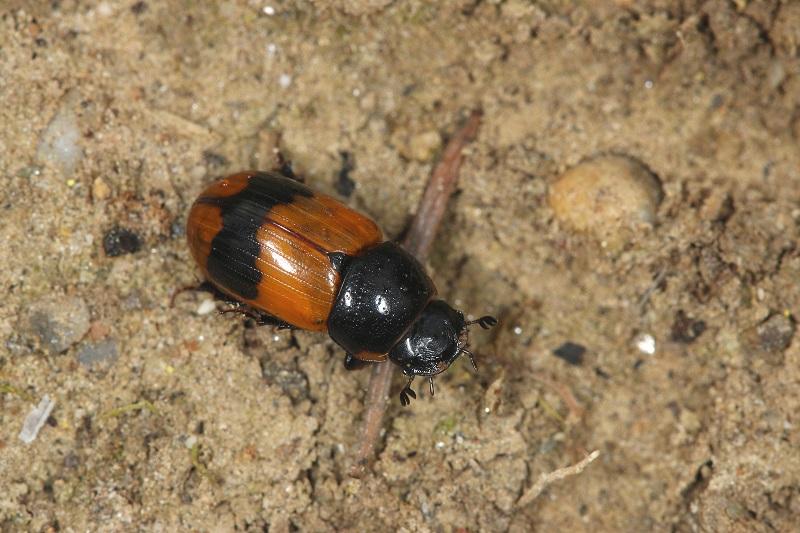 Aphodius Conjugatus