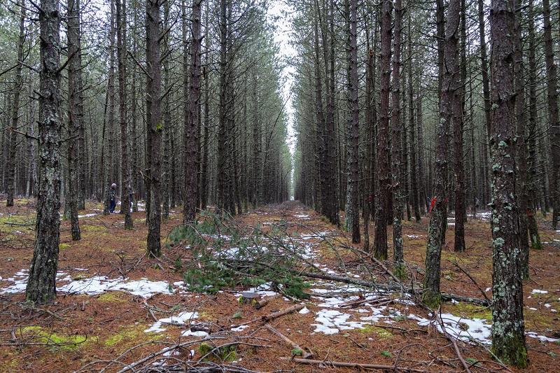 Forêt rocanti plantée