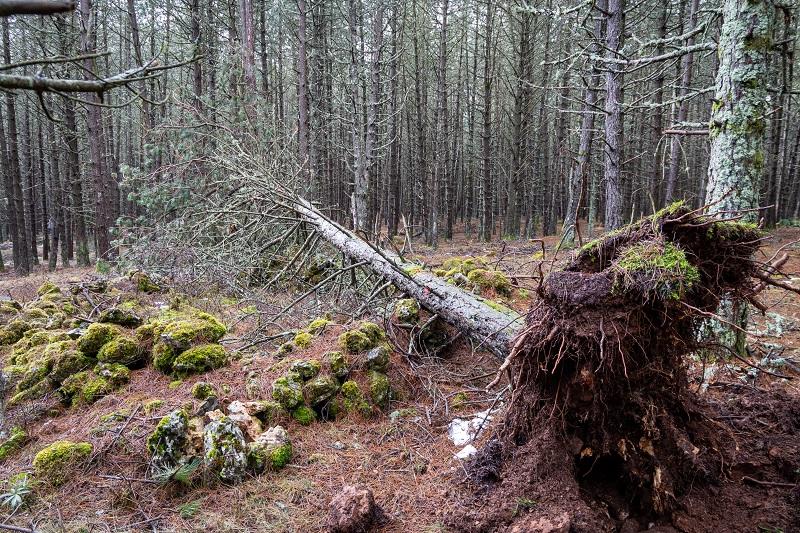 Arbre mort forêt rocanti