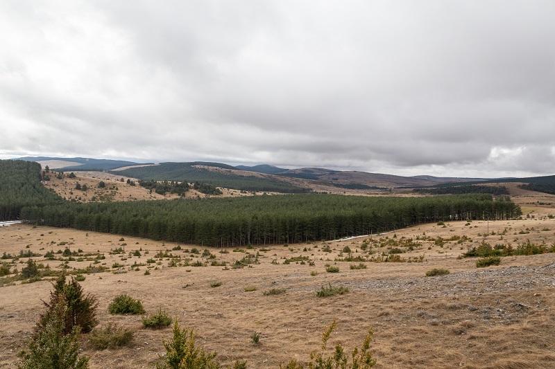 Forêt du Rocanti Causse Méjean