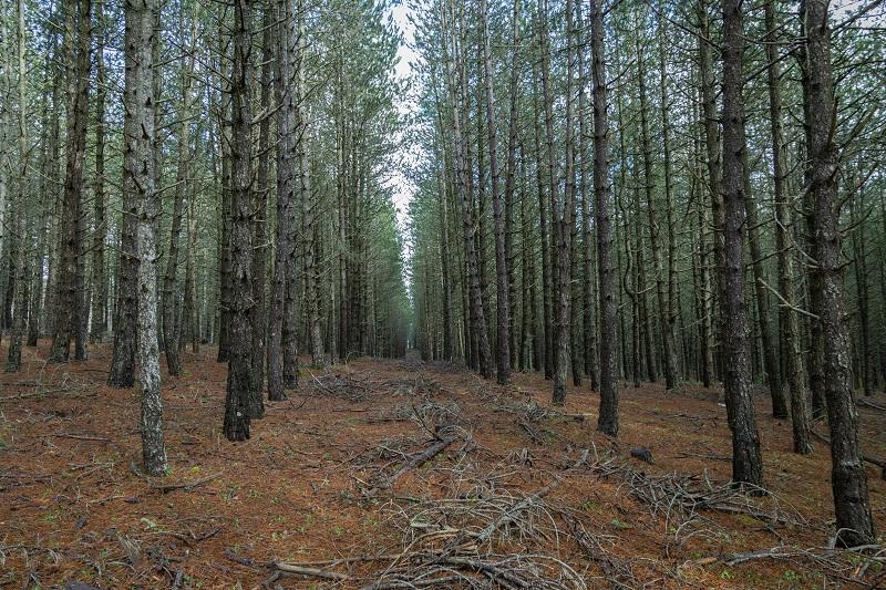 Monoculture de pins noirs d'Autriche