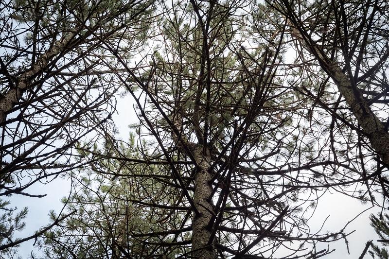 arbre biodiversité