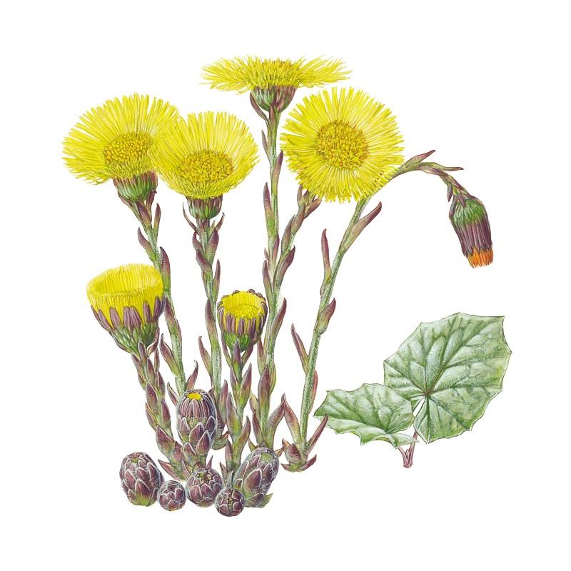 Tussilago farfara