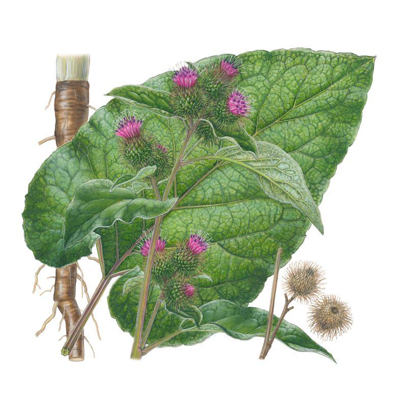 Plante