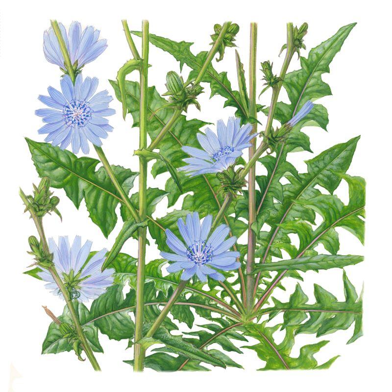 Plante