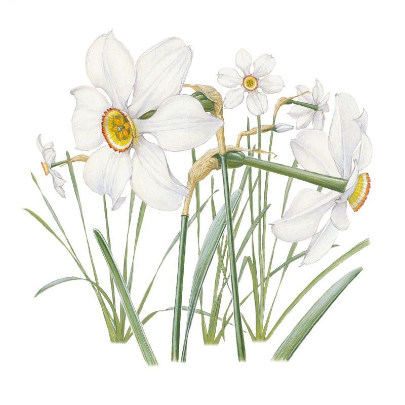 PLANTE