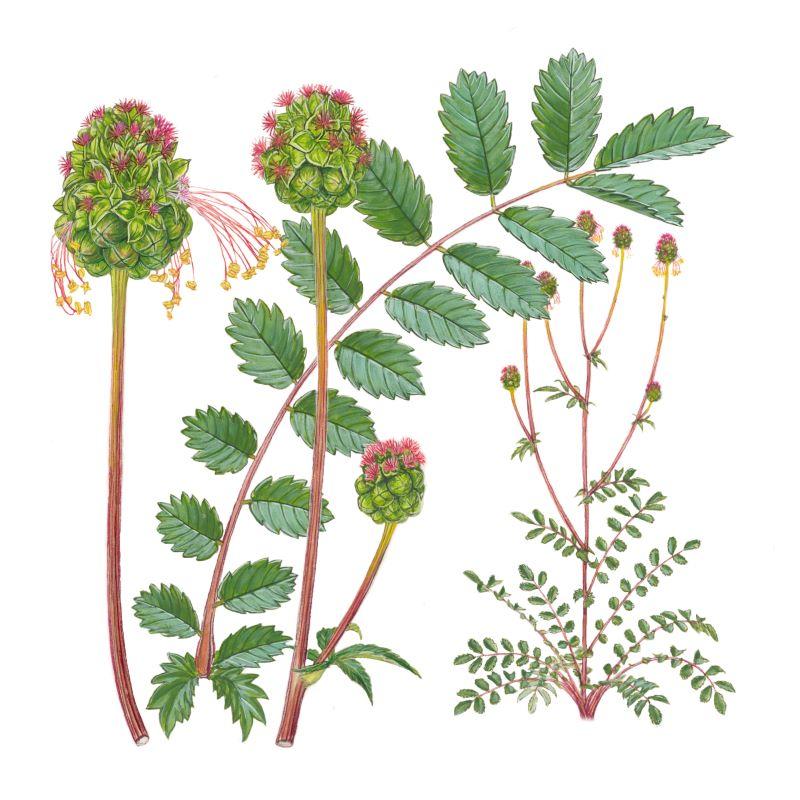 Plante