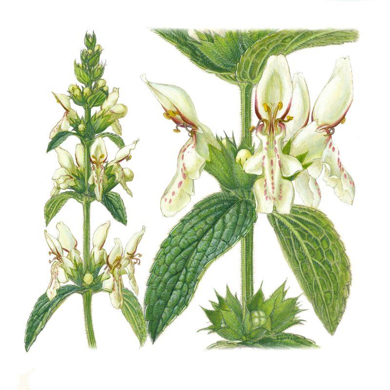 Plante