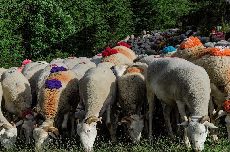 transhumance