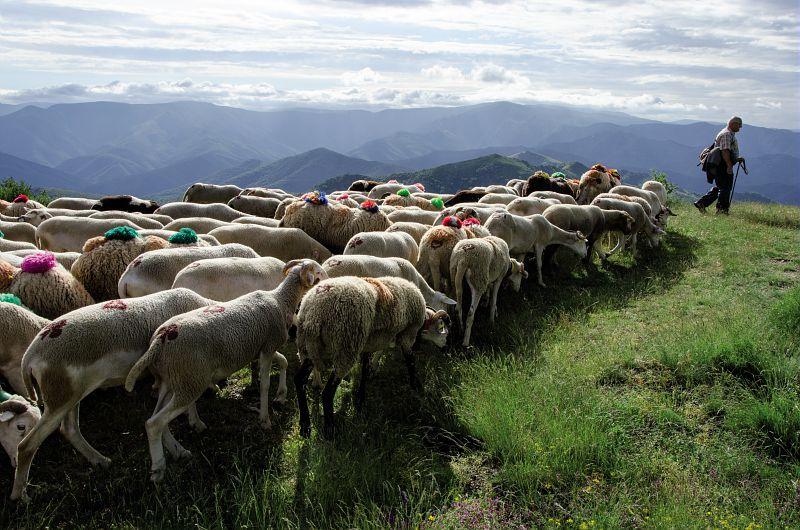 transhumance