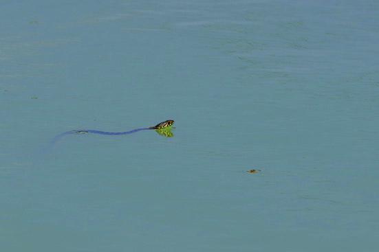 Couleuvre vipérine dans l'eau 