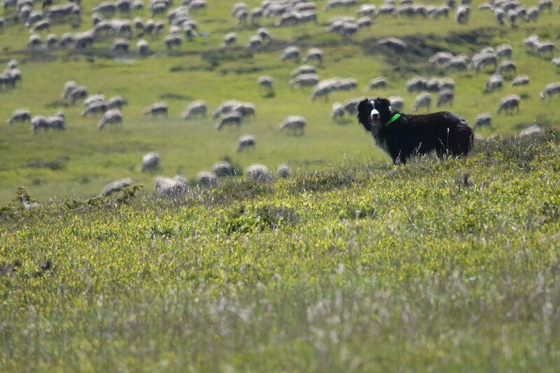 Chien de conduite