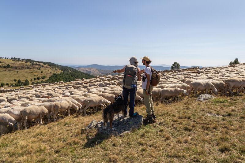 mediateur pastoral