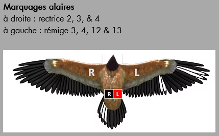 Riglos marquage ailaire