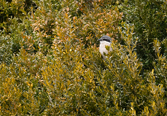 Pie grièche méridionale dans un buisson 