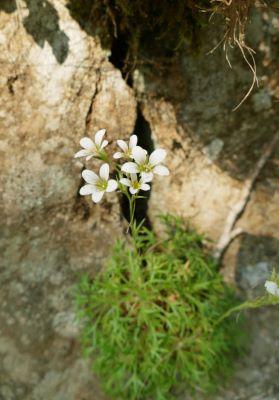 Flore