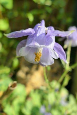 Flore