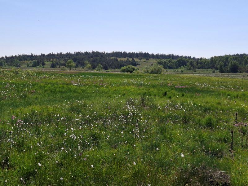 tourbière