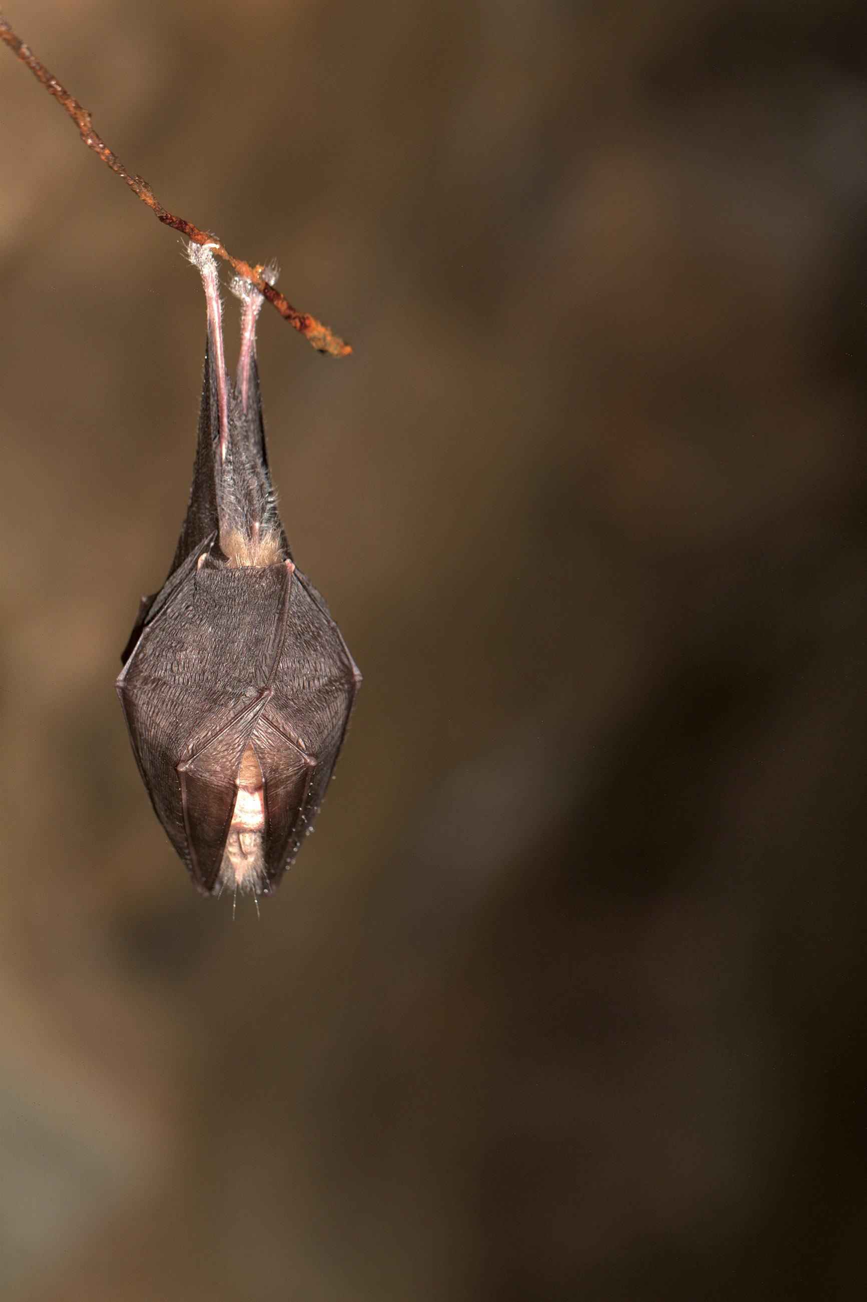 Un petit Rhinolophe entrain de dormir 