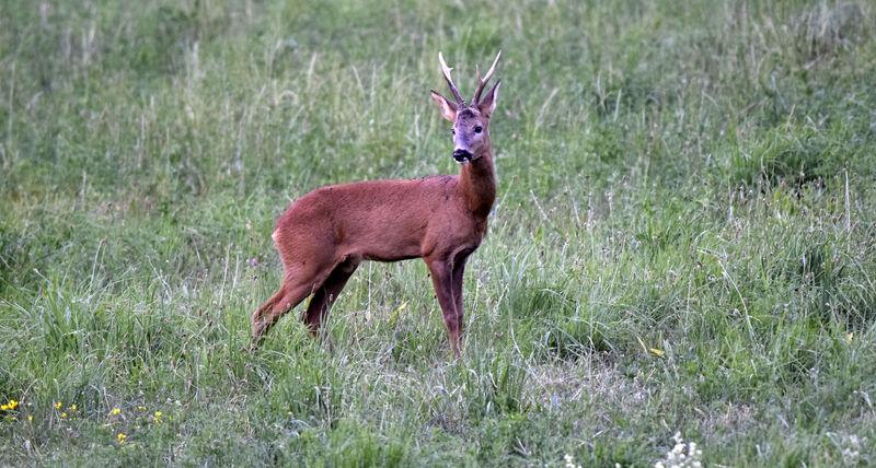 Chasse