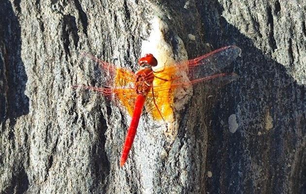 Trithemis