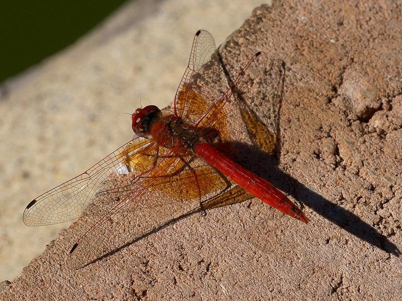 Trithemis kirbyi
