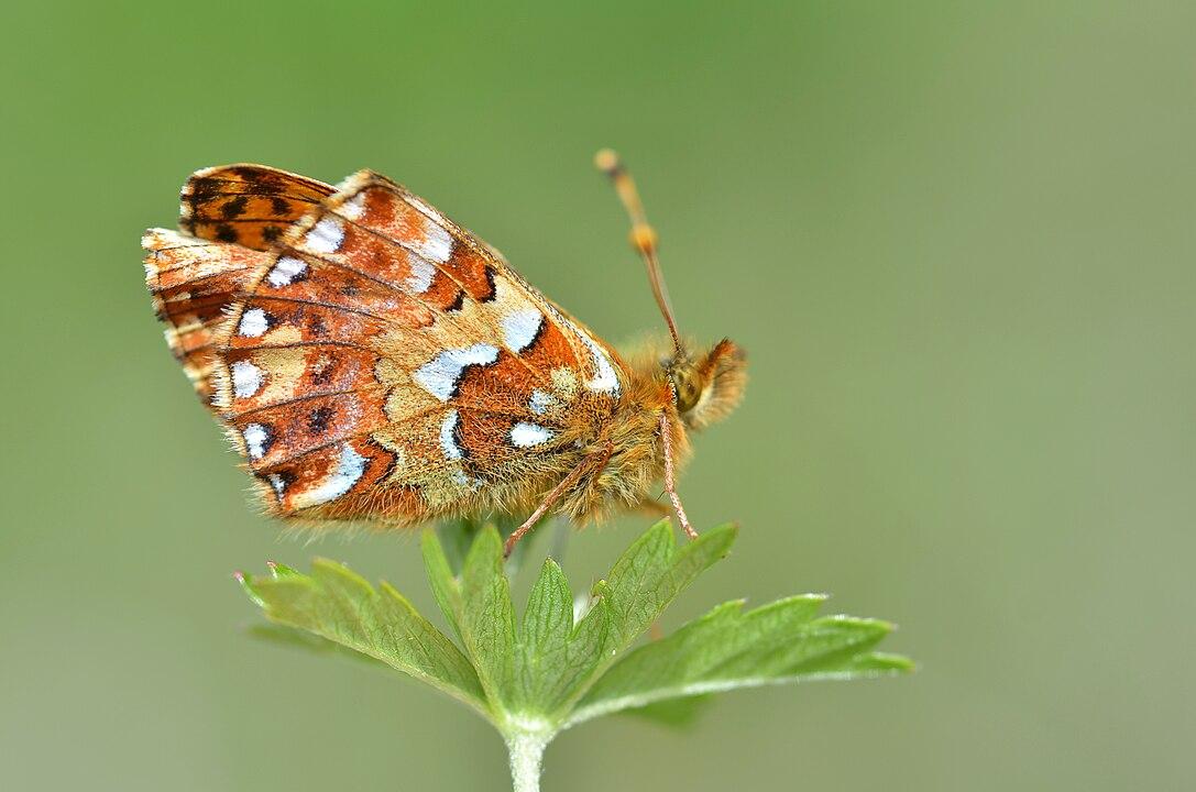 Nacré canneberge