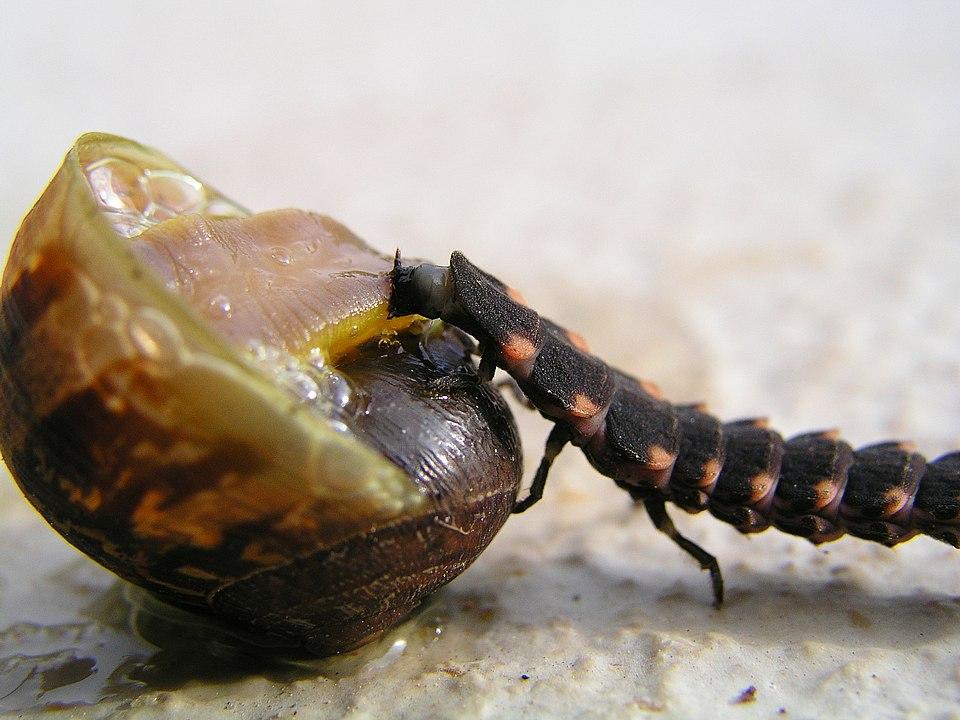 Escargot vers luisant