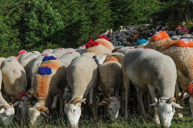 moutons